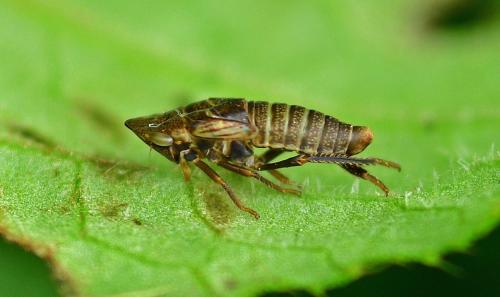Aphrodes makarovi